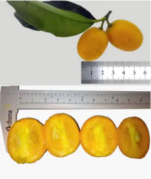Figure 1. Kumquat (whole fruit and cross-section) from Viçosa, Minas Gerais, Brazil. 