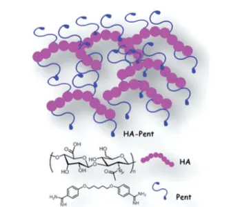 Fig. 1 Schematic illustration of HA –Pent bioconiugate.