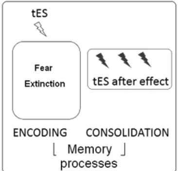 Figure 1. Diagram of transcranial electrical stimulation (tES) effects on memory processes (that is, encoding and consolidation) during and after the extinction phase.