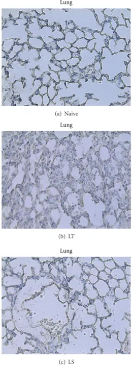 Figure 4: Immunohistochemical detection of myeloperoxidase in liver from na¨ıve, LT, or LS animals