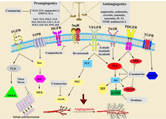 Figure 1. Signaling pathways and therapeutic targets of antiangiogenic and anticancer drugs and  agents