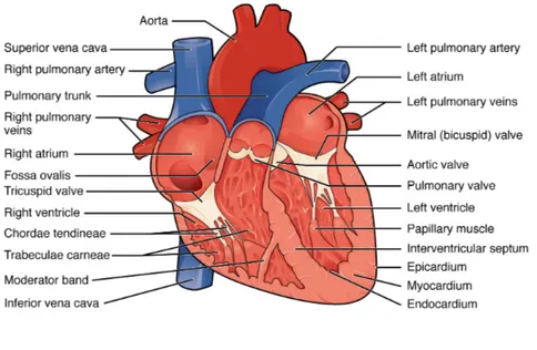 Figure 1. An anterior view of the heart [courses.lumenlearning.com/contemporaryhealthissues].