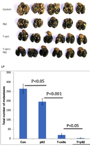Figure 5. Effect of p62 on the survival of Wt and  immunodeficient (SCID) mice. Wt+p62 vs Wt  p=0.026 at  day 25