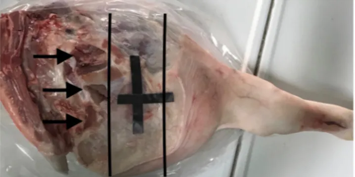 Figure 9.  Picture of the pig leg. Black lines shows the area scanned with MRI. Arrows indicates the points used  to carry out biopsies and temperature measurements.