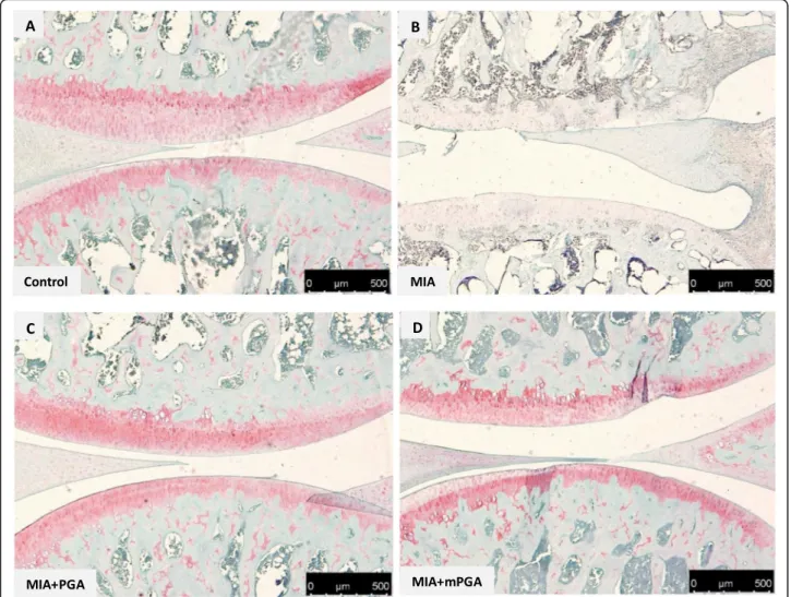 Fig. 8 Effect of m-PGA on MIA-induced cartilage degeneration. Safranin O-fast green staining of articular cartilage in the knee joint of MIA- MIA-injected animals (b) showed a decrease in the proteoglycan content (red staining) as well as erosion and rough
