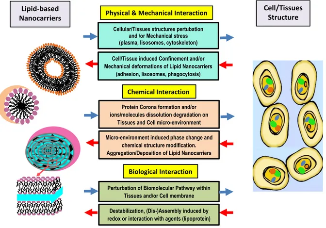 Figure 2. Modes of the synergistic interaction between lipid nanocarriers and biological systems