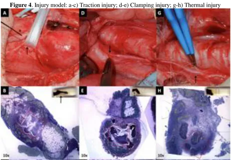 Figure 4. Injury model: a-c) Traction injury; d-e) Clamping injury; g-h) Thermal injury