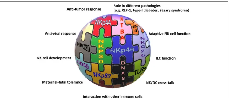 FIGURE 1 | The “activating” solution of the NK cell puzzle. Different activating receptors collaborate to induce NK cell triggering in healthy and pathological conditions.