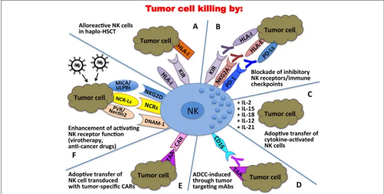 FIGURE 3 | Clinical applications of NK cells in the immunotherapy against tumors. In haplo-HSCT, alloreactive NK cells can kill residual leukemic cells (A); mAbs directed against immune checkpoints can unleash/restore NK cell anti-tumor activity (B); tumor