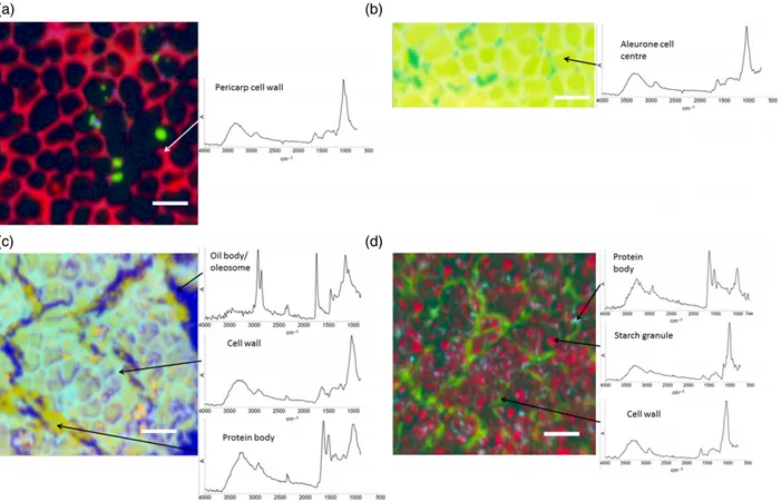 Figure 1. Images of hand-dissected wheat kernel tissues (Consort), shown as false-colour principal component analysis (PCA) images, with example spectra provided for regions of interest: (a) pericarp-testa; (b) aleurone; (c) germ; and (d) endosperm