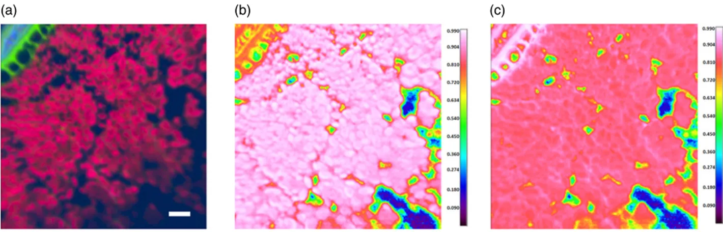 Figure 3. Outer region of the wheat kernel (Malacca and Consort), analysed by false-colour principal component analysis (PCA) and correlation analysis