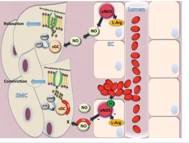 Figure 1. Main EPO signaling pathways. Following the EPO binding with the complex EPO receptor (EPOR) and β common receptor  (βCR), Janus tyrosine kinase 2 (JAK2) is activated