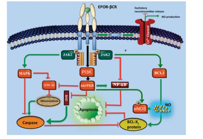 Figure 2. Main metabolic pathways involving NO in SAH. In endothelial cell (EC), NO is produced by NO synthase (eNOS) action
