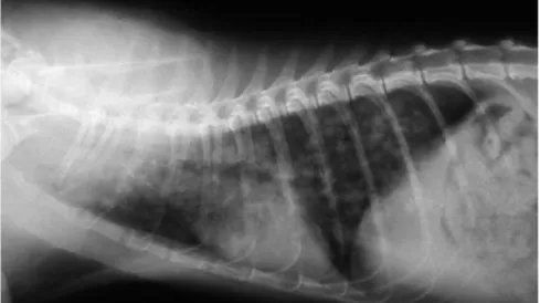 Figure 1 Right lateral thoracic radiograph  of a kitten with severe aelurostrongylosis, showing a diffuse focal alveolar pattern