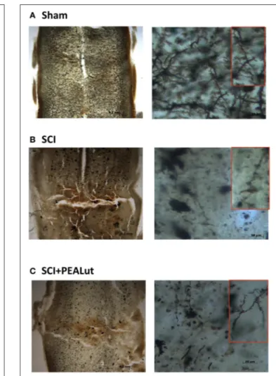 FIGURE 7 | Effect of co-ultraPEALut on dendritic remodeling and spine density in spinal cord of mice subjected to SCI