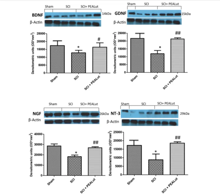 FIGURE 8 | Effect of co-ultraPEALut on neurotrophin levels in spinal cord of mice subjected to SCI