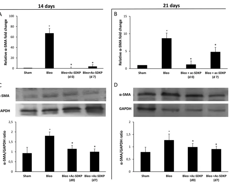 Figure 8: Ac-SDKP treatment inhibited the BLEO-induced α-SMA expression in mouse lung tissue at mRNA and  protein level