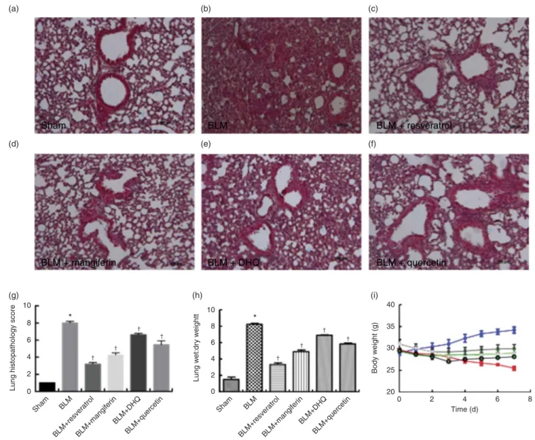 Fig. 1. Effects of polyphenols on bleomycin (BLM)-induced lung injury, fluid content and body weight