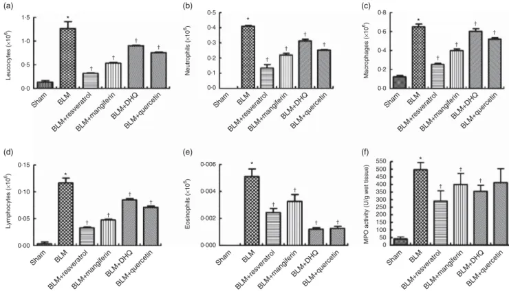 Fig. 2. Effects of polyphenols on total and differential cellularity of bronchoalveolar lavage (BAL) and myeloperoxidase (MPO) activity