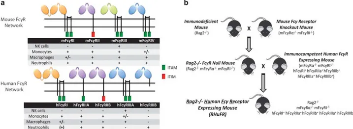 Figure 1. Creation of the immunodeﬁcient human FcγR-expressing RHuFR mice. (a) Human and mouse Fcγ receptors