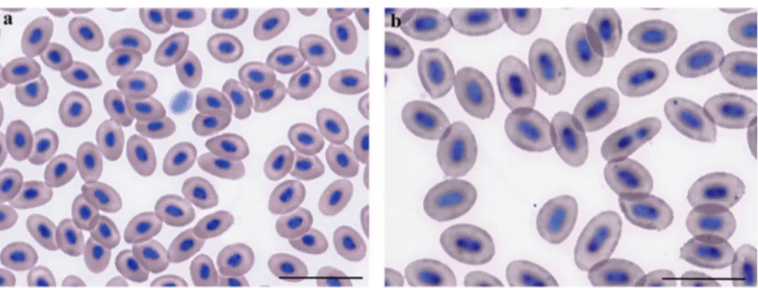 Figure 2. Erythrocytes from (a) the grey mullet Mugil cephalus and (b) the gold ﬁsh Carassius auratus
