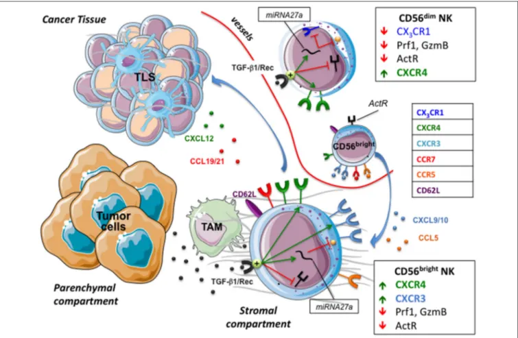 FIGURE 2 | NK cells in tumor microenvironment. The tumor chemokine milieu presents a reduced expression of chemokines attracting CD56dim NK cells, and an increased expression of CXCL9/10, CCL5, and CXCL19/21 that drives the migration of CD56bright NK cells