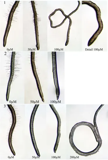 Figure 5. Root apex of A. thaliana grown in vitro and treated with different concentrations 