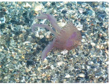 Figure  1.  Pelagia  noctiluca (Cnidaria:  Schyphozoa)  pho- pho-tographed in June 2012 along the Eastern Sicily coast.