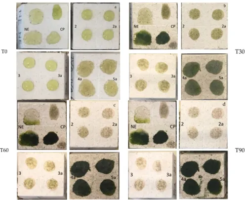 Figure 3. Untreated and treated tufa probes’ behavior toward the microbial colonization under laboratory conditions