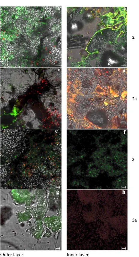 Figure 5. Biofilm behavior on tufa after incubation for 90 days, related to the coating treated with  compounds 2, 2a, 3 and 3a