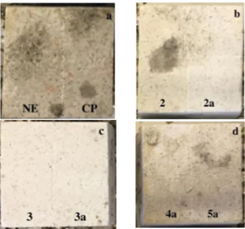 Figure 6. Spontaneous colonization of untreated and treated tufa probes after incubation for 90 days