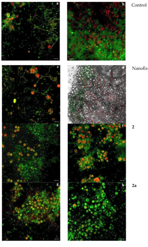 Figure 7. Untreated (CP) and treated marble probes’ behavior toward the microbial colonization under laboratory condi- condi-tions