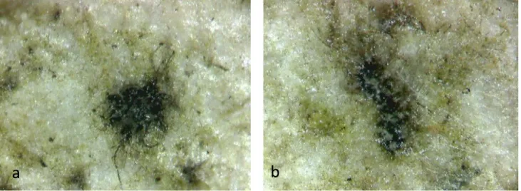 Figure S4. Stereomicroscopic observation of biofilm on tufa treated with (a) 3 and (b) 3a, after 60 days of incubation, showing the 