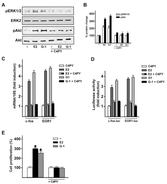 Fig. 4. C4PY exerts inhibitory effects through GPER in SkBr3 breast cancer cells. (A) ERK1/2 and Akt activation in SkBr3 cells treated for 15 min with 100 nM E2 or 1 µM G-1 is prevented in the presence of 1 µM C4PY