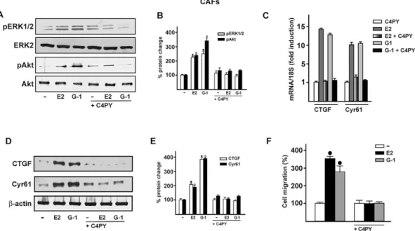 Fig. 5. C4PY exerts inhibitory effects through GPER in CAFs. (A) ERK1/2 and Akt activation in CAFs treated for 5 min with 1 nM E2 and 100 nM G-1 is prevented by 1 µM C4PY