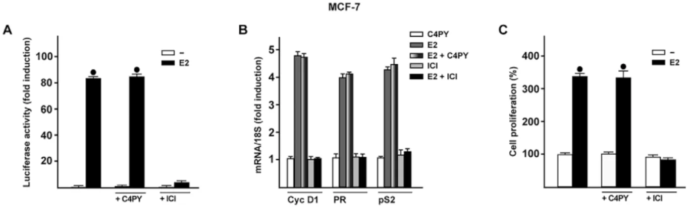 Fig. 7. C4PY does not interfere with the ER-mediated signaling. (A) MCF-7 cells were transfected with an ER luciferase reporter gene along with the internal transfection control Renilla luciferase and then treated with 10 nM E2 in combination with 1 µM C4P