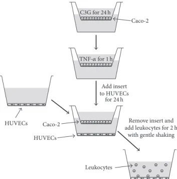 Figure 1: Schematic diagram of coculture assay of differentiated Caco-2 cells and HUVECs and human leukocyte and HUVECS.