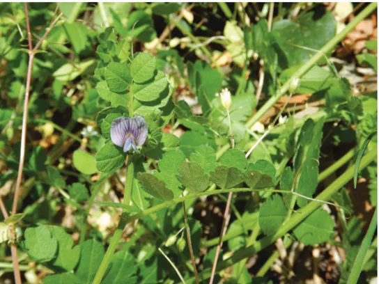 Figure 7. Flowering individual of Vicia incisa at Castelli Romani (Lazio, Italy). Pictures by M
