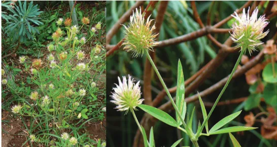 Figure 5. Trifolium latinum photographed in the Decima-Malafede Regional Park (Rome, Italy)