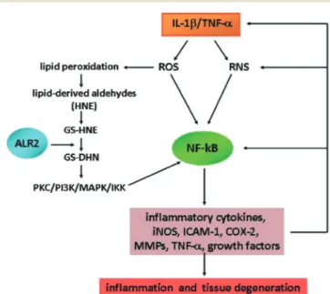 Fig. 1 Role of NF-kB and ALR2 in the IL-1 β-induced oxidative/inflam- oxidative/inflam-matory signalling pathways