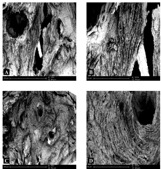 Figure 1 – Compound panel of fracture surfaces of cortical zone of bone tissue from a biopsy of healthy 