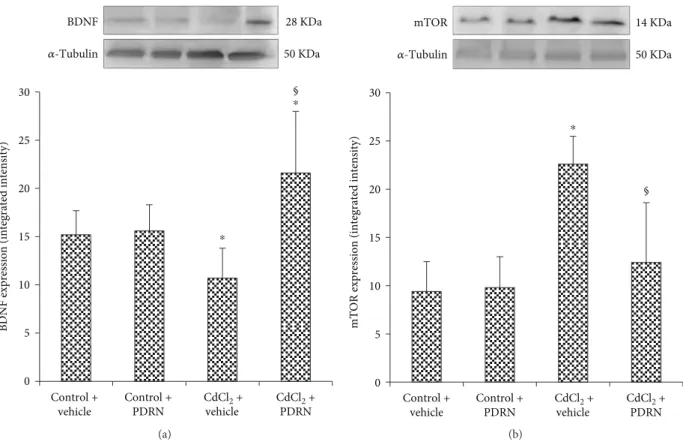 Figure 1: Representative Western blot analysis of BDNF (a) and mTOR (b) in brains of controls and CdCl 2 - (2 mg/kg ip) challenged mice treated with vehicle or PDRN (8 mg/kg ip), respectively