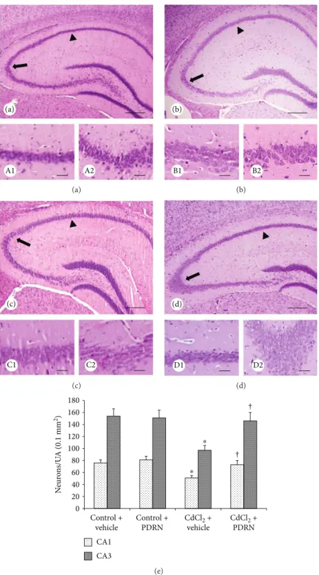 Figure 3: Structural organization of the hippocampus from mice of control plus vehicle (0.9% NaCl, 1 ml/kg/day ip), control plus PDRN (8 mg/kg/day ip), CdCl 2 (2 mg/kg/day ip) plus vehicle, and CdCl 2 plus PDRN (HE stain)