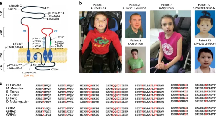 Fig. 1 GRIA2 intragenic de-novo variants identiﬁed in this study. a Schematic of the human GluA2 protein (NP_000817.2) indicating the positions of twelve missense changes (dot arrows), two frameshift deletions (cross arrows), two splice-site variants (arro