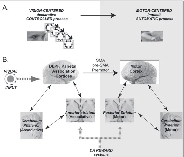 Fig. 2. Schematic representation of the neural bases of visuo-motor sequence learning: from the visuo-cognitive (left panel, white background) to the motor stage (right panel, gray background)