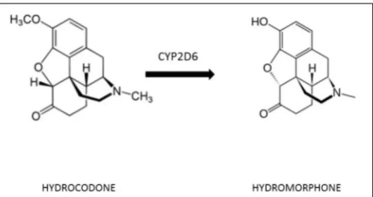 FIGURE 1 | Metabolic conversion of hydrocodone to hydromorphone.
