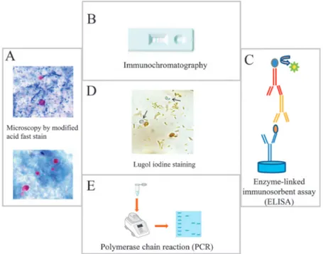 Figure 2. Principal methods used for the detection of Cryptosporidium in stool samples