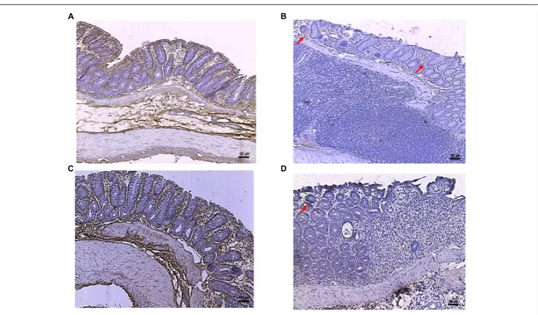 FIGURE 6 | Bcl-2 immunostaining from DNBS-treated animals. Representative Bcl-2 immunostaining (original magnification 10×) of tissues derived from control (A), DNBS+drug vehicle (B), DNBS+PDRN (C), or DNBS+PDRN+DMPX (D) treated animals are depicted