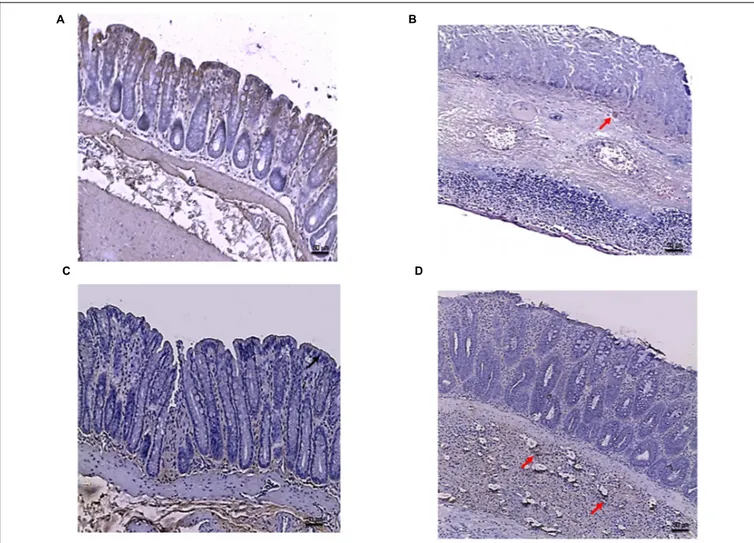 FIGURE 8 | Bcl-2 immunostaining from DSS-treated animals. Representative images of Bcl-2 immunostaining (original magnification 10×) of colons derived from control (A), DSS+drug vehicle (B), DSS+PDRN (C), or DSS+PDRN+DMPX (D) treated animals are shown