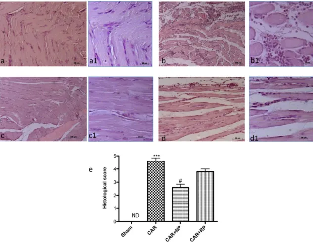 Figure 6. Anti‐inflammatory effects of NP histological analysis.  Histological evaluation was 